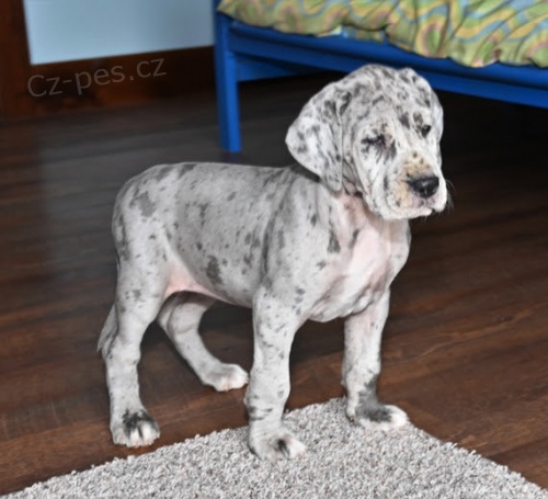 n�dhern� a zdrav� �t��ata n�meck� dogy na prodej.