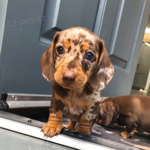 Prod�m zdrav� a hygienicky vycvi�en� �t��ata hladkosrst�ho merle jezev��ka.