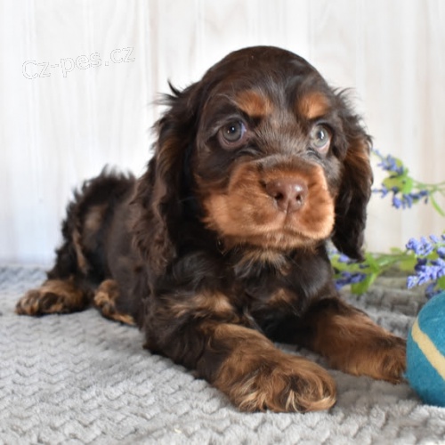 �t��ata kokr�pan�la k adopci.