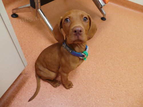 �t�n� jezev��ka p�ipraven� k adopci. Dod�v� se s pr�kazy p�vodu a zdravotn�mi doklady.