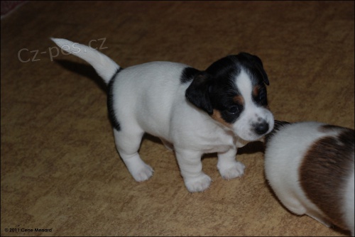 Jack Russell �t��ata k adopci.