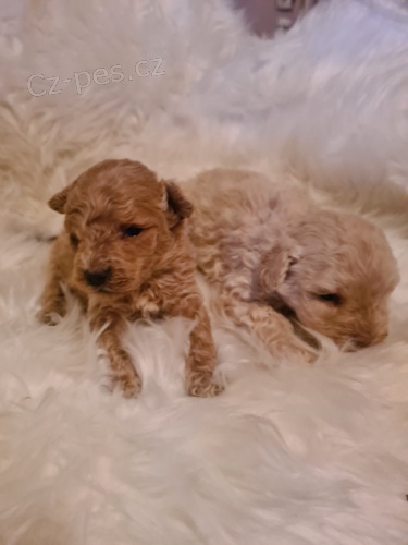 Maltipoo �t��ata na prodej