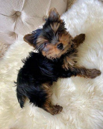 Rozko�n� �t���tka jork��r�