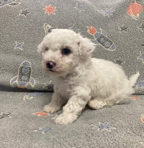 �t��ata Bi�onka