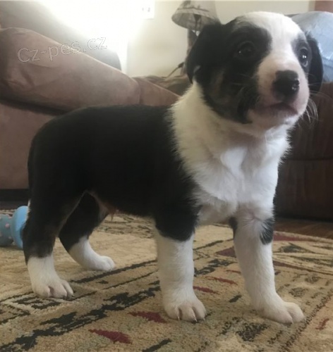 �istokrevn� border kolie samec a samice