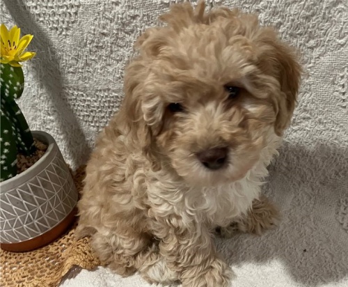 Roztomil� �t��ata pudla