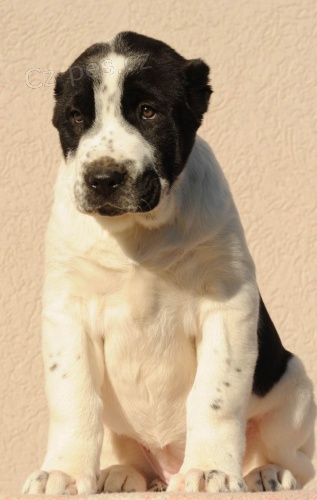 St�edoasijsk� ov��k �t��ata