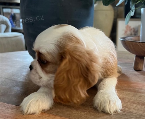 Rozko�n� �t��ata kaval�r King Charles �pan�l