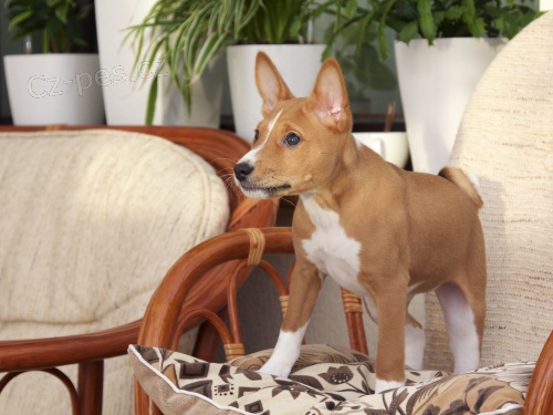 �t��ata Basenji p�ipravena k adopci.