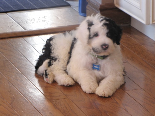 �t��ata portugalsk�ho vodn�ho psa k adopci