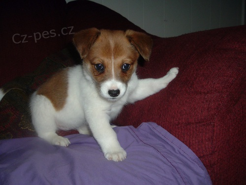 �t��ata Jack Russell k adopci