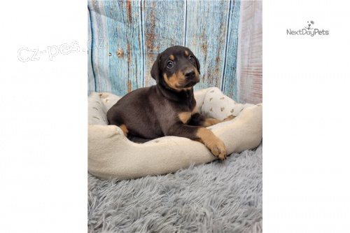 Dob�e vycvi�en� �t��ata dobrmana k adopci