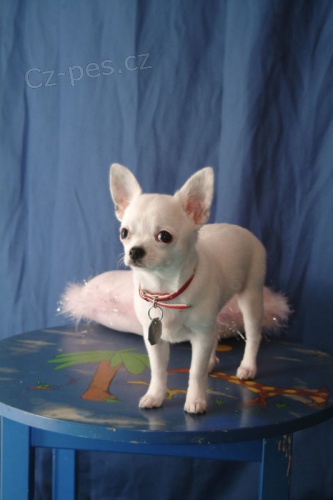 Roztomil� mini �t���tka �ivavy p�ipraven� k adopci