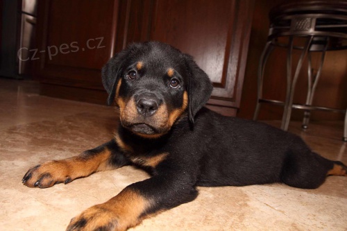 Hl�dac� psi a �t��ata k dispozici