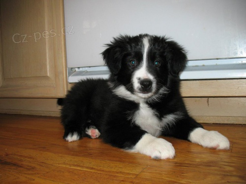 Zdrav� �t��ata border kolie k adopci