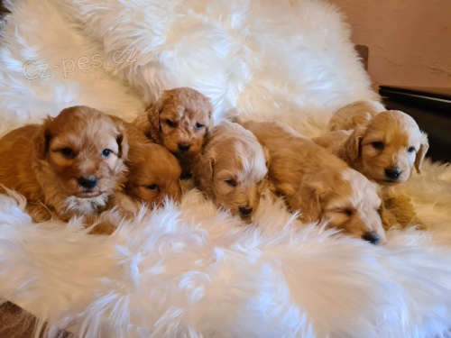 Labradoodle �t��ata