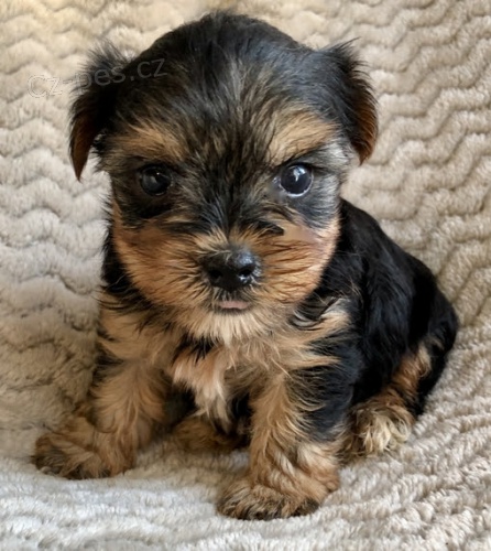 Prod�m roztomil� a kr�sn� miniaturn� �t���tka jork��rsk�ho teri�ra.