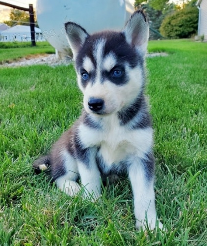 Rozko�n� �t���tka sibi�sk�ho huskyho s kr�sn�ma modr�ma o�ima k adopci.