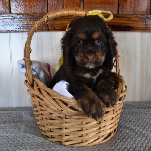 Prod�m zdrav� a hygienicky vycvi�en� �t��ata kokr�pan�la.