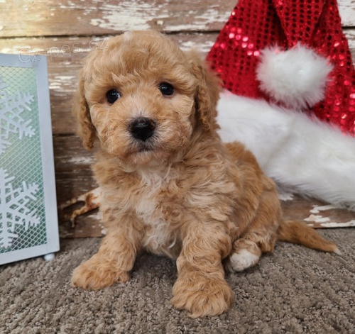 Prod�m kr�sn� �t���tka Bi�onka Poo