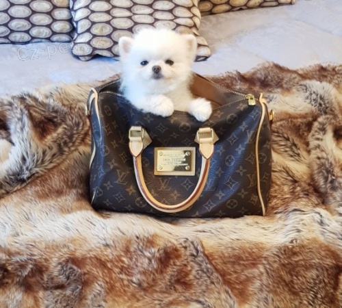 miniaturn� �t��ata pomeranian� na prodej.