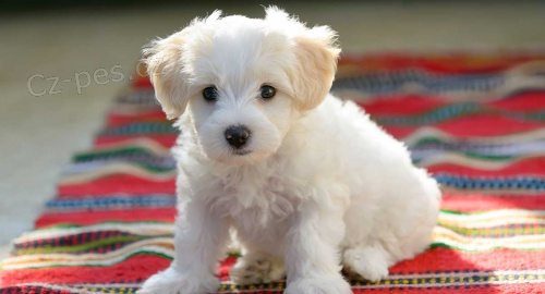 Mini o�kovan� a od�erven� �t��ata bi�onka dostupn� a p�ipraven� k prodeji.