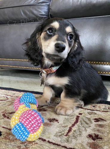 Zdrav� dlouhosrst� kr�sn� �t��ata jezev��k� na prodej