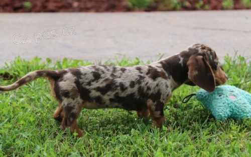 K dispozici �t��ata jezev��ka.