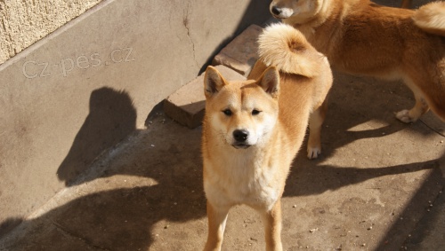 Shiba Inu �t��ata