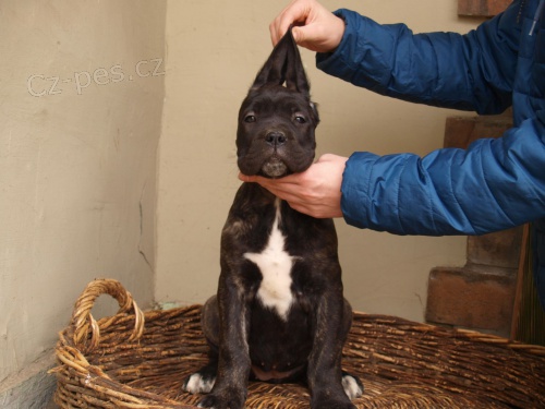 Cane Corso �t��ata