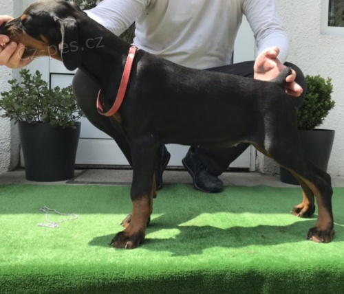 Dobrman �t��ata