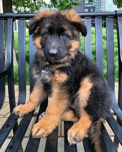 N�dhern� �t���tka n�meck�ho ov��ka do nov�ch domov�