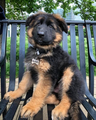 N�dhern� �t���tka n�meck�ho ov��ka do nov�ch domov�