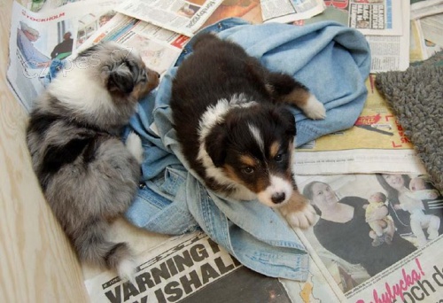 �t��ata Shetlandsk�ho ov��ka 