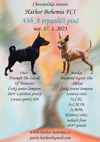 Zad�m �t���tka trpasli��ho pin�e s PP 