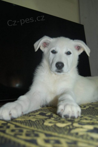 B�l� �v�carsk� ov��k KR�SN� �t���tka