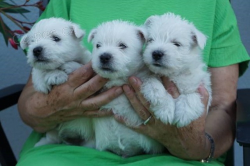 West highland white terrier/west�k - �t��ata