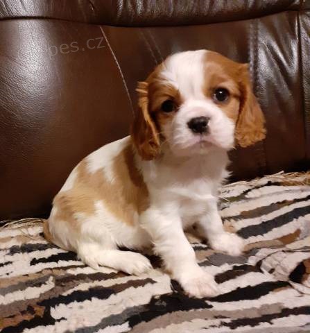 Kaval�r king charles �pan�l