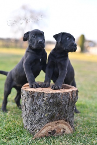 Cane Corso �t��ata