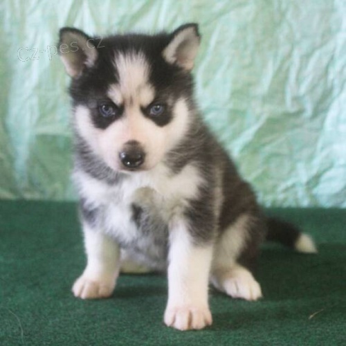Prod�m sibi�sk� husky s kr�sn�ma modr�ma o�ima.