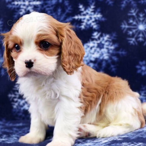 Prod�m zdrav� a hygienicky vycvi�en� �t��ata Kaval�r King Charles Spaniel.