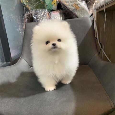 Prod�m mini hra�ku �t��ata pomeranian�.