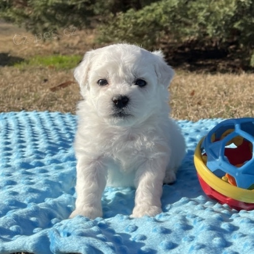 Prod�m mini �t��ata bi�onka.