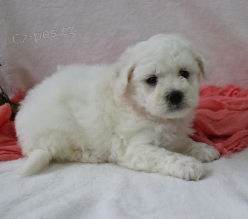 o�kovan� zdrav� feny bi�onek mini �t��ata na prodej.