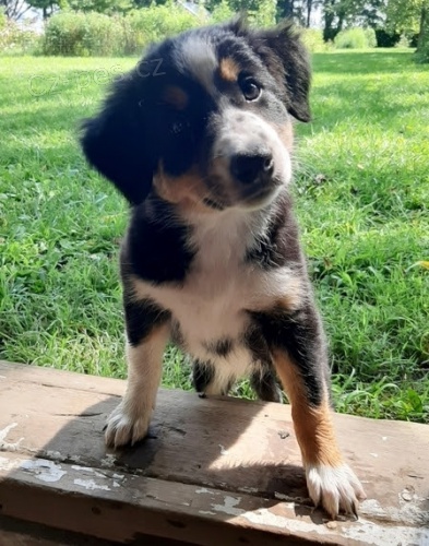 Prod�m o�kovan� a od�erven� �t��ata border kolie