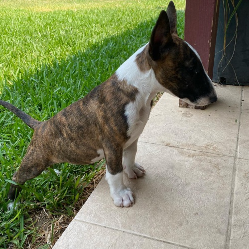 Prod�m �t��ata anglick�ho bulteri�ra.