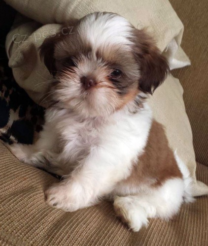 Prod�m �t��ata SHIH TZU