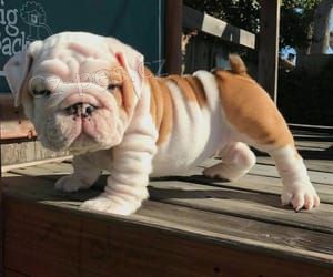 Prod�m �t��ata anglick�ho buldo�ka