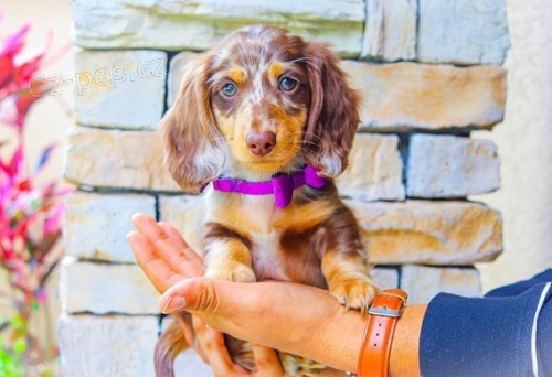 zdrav� dlouhosrst� o�kovan� �t��ata mini jezev��k� na prodej