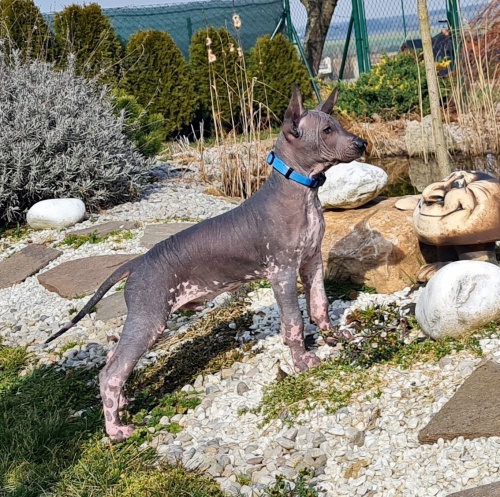 Mexick� nah�� standart